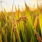 ���� ˶������