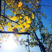 �Ӻ�����