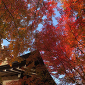 ���ձ��ķ�Ҷ���Ե���