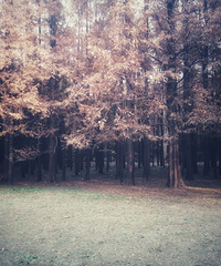 ħ���Ĺ���ɭ�ֹ�԰���а������жԡ�ɭϵ���Ļ���