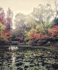 ħ���Ĺ���ɭ�ֹ�԰���а������жԡ�ɭϵ���Ļ���