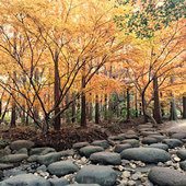 ħ��ɭ�ֹ�԰�򿨣�