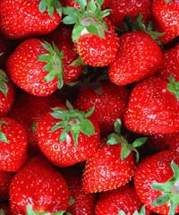 ץס��ݮ����β�ͣ����˲ɲ�ݮ�ص�󼯺�