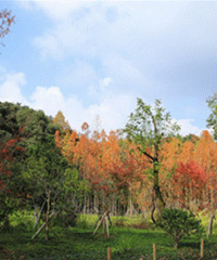 ȥ��ͽ�����ݾ�Ϫ���������ϸ߷�