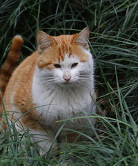 �����Ѿ����ˣ�����С��è������������壬�۾��ֵĶ��켷û�ˡ�