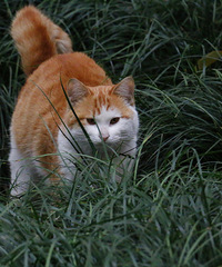 �����Ѿ����ˣ�����С��è������������壬�۾��ֵĶ��켷û�ˡ�