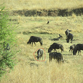 ���Ҽ�������һ��ˮţ