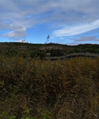 ��Ҷ�� �ųǵĶ����������