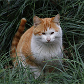 ����è�������������