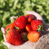 ���˲ɲ�ݮȥ���