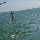 ����һƳ����Ÿ