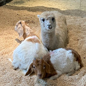 ����԰�пɰ�������