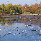 �����԰�������