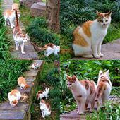 Ұ����ֻè�ۻ�