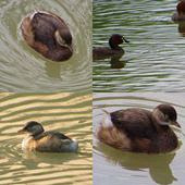 �ӵ����piti