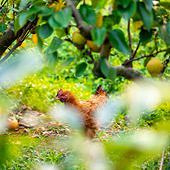 ��԰���һֻ��