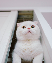 太无聊了 拍几张我的猫咪