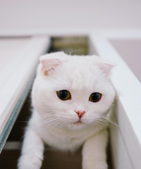 太无聊了 拍几张我的猫咪