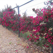 ���޵�����÷��Ư��