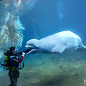 ����Ա���׾�Ͷʳ