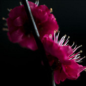 �Ӽ���̨��÷��΢��