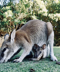 ��ǰ������ι�ɰ��Ĵ���Ϳ���