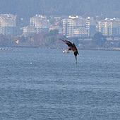 �ں����������ӥ