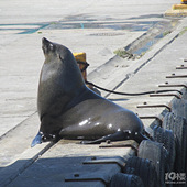 ����ɹ̫�� ̫����