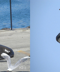 ������С��ιʳ���� ��ŸҲ������ʳ