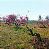 ֲ��԰��÷���Ѿ�ʢ��