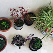 �ڼ�ྐྵ�������ֲ