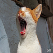 �ĵ�è���Ƿ��һ˲��