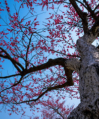 ֲ��԰���и��ÿ���÷��