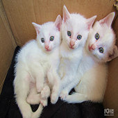 ��С��è �����鶯