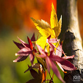 ��ʰ�쵵ķ�Ҷ