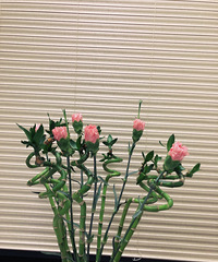 ����ʢ�� �������