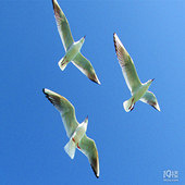 �߿��пɰ��İ�Ÿ