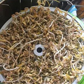 ��ѿ�����Ķ�ѿ̫����