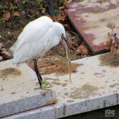 ����������˴������