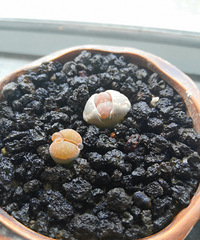 ���ܳ��ţ��ͰѴ�����ؼ�