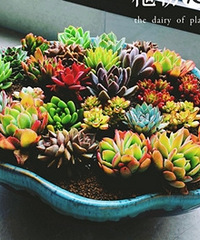 �Լ�����ʽ ����װ���� ��ϲ���������~