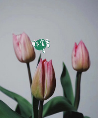 ֲ���� �̵�����Щ�����ֹ���ֲ��