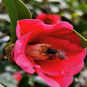 ���������еĻ�