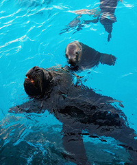 ���ӳ�ϲ������ʨ��������