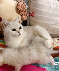 �ɰ��ļ�ͥ��Ա��Ӣ��������