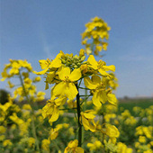 �Ͳ˻��������������