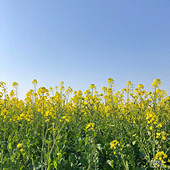 ��ĩȥ���Ͳ˻��ɣ�