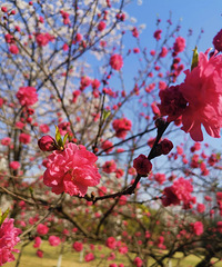 �����ζ�����Ƿ۷����� �����Ķ��ĸо�