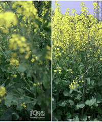 �������İ���С���� ȥ���Ͳ˻�ѽ