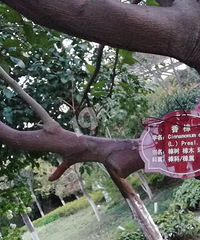 凌公塘公园音乐喷泉的植物挂牌错了 这个要找谁反映啊!